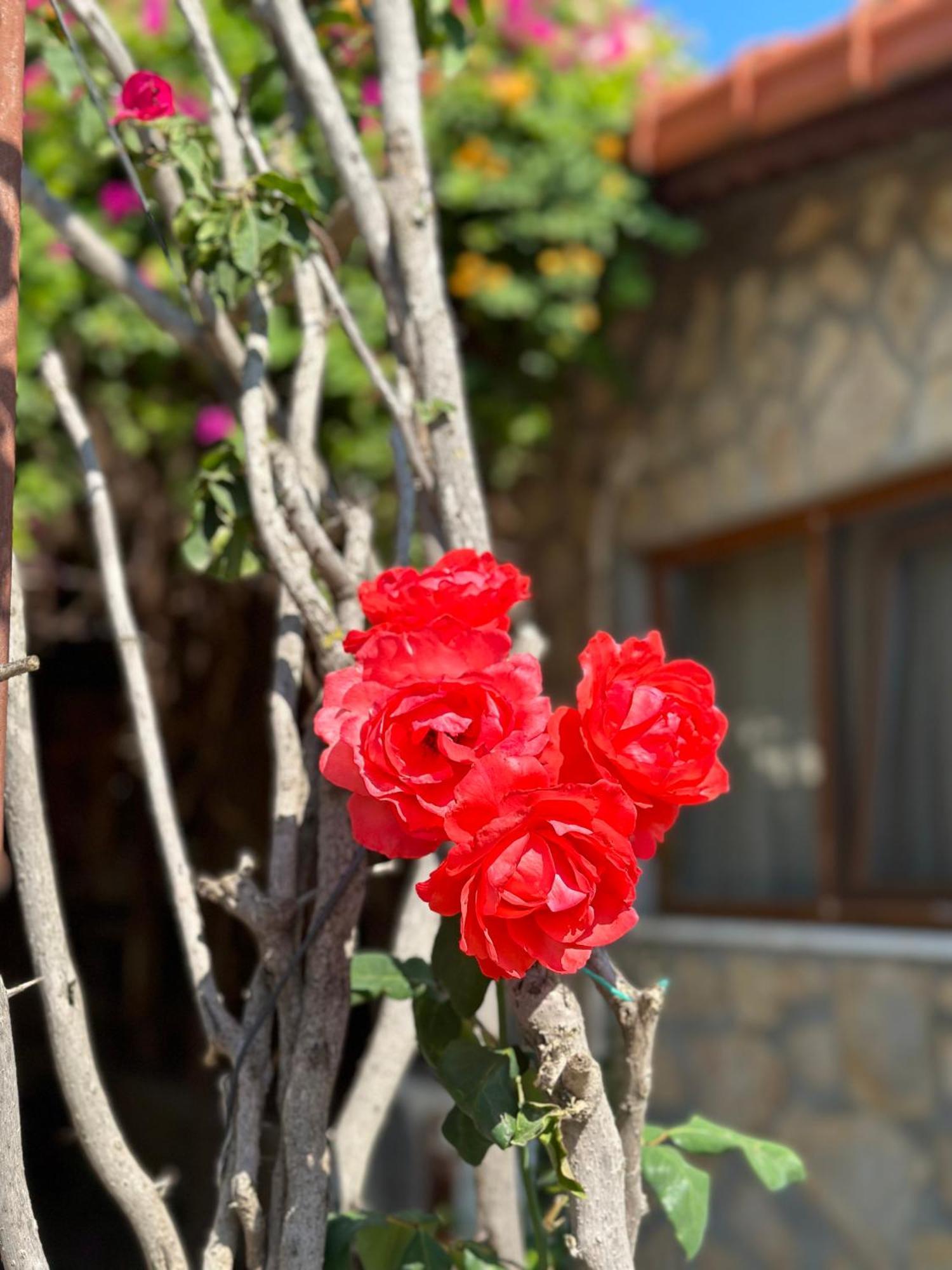 Bahaus Resort Dalyan Exterior foto